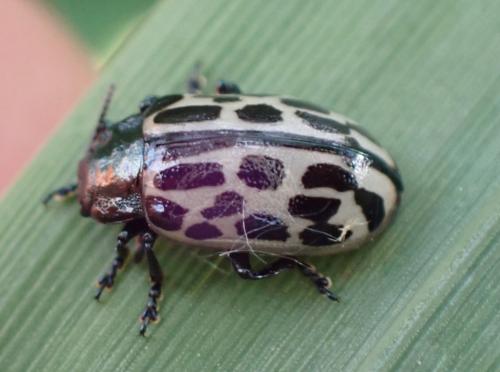 Chrysomela vigintipunctata